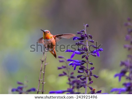 Rufous Hummingbird male. Stretching on a twig showing its metallic red throat to ward of intruders. This picture is useful for artist material and also to identify the bird in its natural surroundings