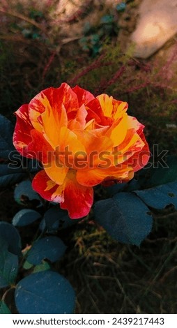Beautiful Yellow and Red Tiger Rose Picture for Wallpapers in HD Quality Download 