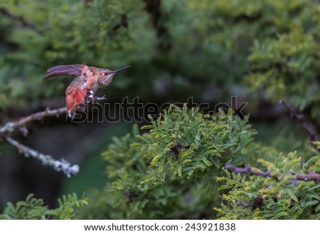 Rufous Hummingbird female. Stretching on a twig showing its metallic red throat to ward of intruders. This picture is useful for artist material and also identify the bird in its natural surroundings