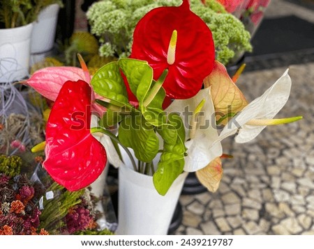 Bouquet of red, green and white Anthurium andraeanum flamingo flowers in white vase in flower shop market Royalty-Free Stock Photo #2439219787