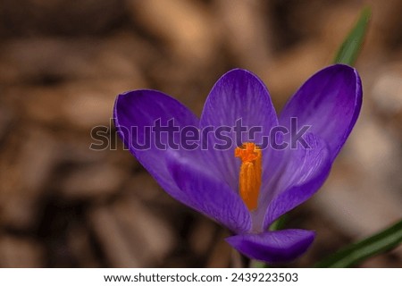 macro of a beautiful crocus flower in a garden in early springtime with bokeh