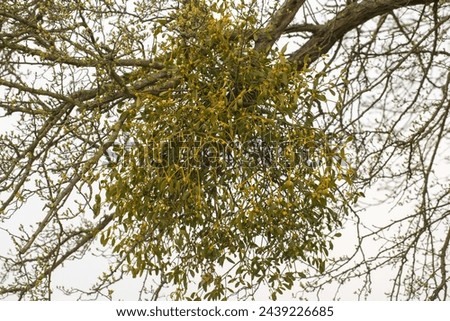 tree in winter with mistletoe