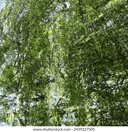 background of green branches, willow branches, green background, spring picture in green tones, spring green, willow in spring, tree in the park