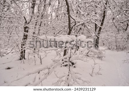tree branch covered with snow in a winter forest close-up during the day