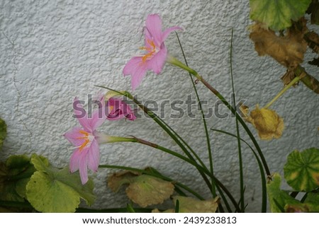 Zephyranthes carinata blooms in August. Zephyranthes carinata, the rosepink zephyr lily or pink rain lily, is a perennial flowering plant. Rhodes Island, Greece Royalty-Free Stock Photo #2439233813