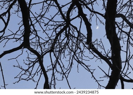 tree branches, silhouettes of trees, spring park in the evening, natural background, view of the park in the evening, black branches against the sky