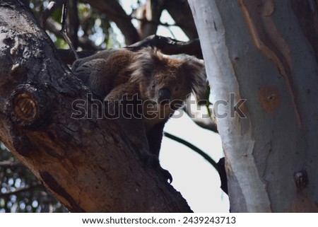 Koala bear in his natural habitat. Picture taken in Great Ocean Road, VictoriaAustralia.