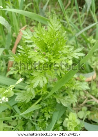 Natural beneficial Herbs HD picture 