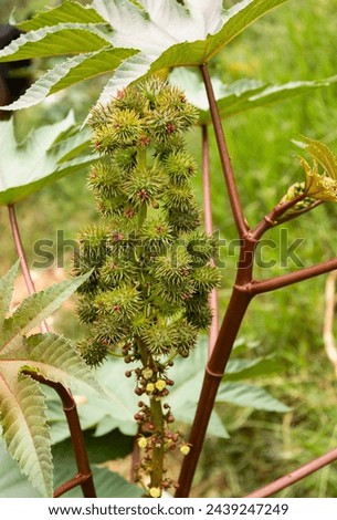 Ricinus communis herbaceous shrub with oil-rich green seeds Royalty-Free Stock Photo #2439247249