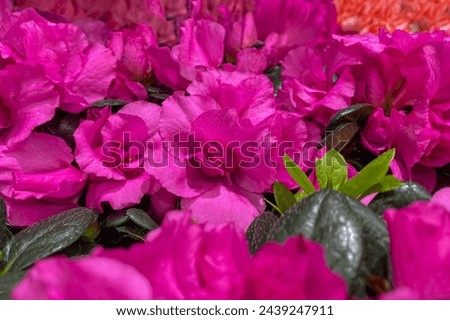 Purple Rhododendron blossoms close up. Nature floral pink background. Purple Azalea flowers in spring. Seasonal spring wallpaper. Festive design