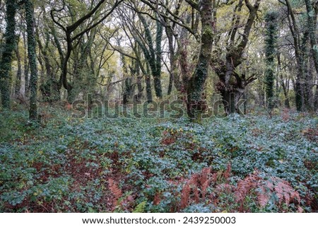 A thick forest of oaks and chestnut trees with centuries of age and abundant undergrowth in the vicinity of Lugo Galicia Royalty-Free Stock Photo #2439250003
