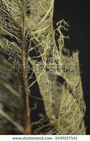The stem and vains of a leaf skeleton. Royalty-Free Stock Photo #2439257141