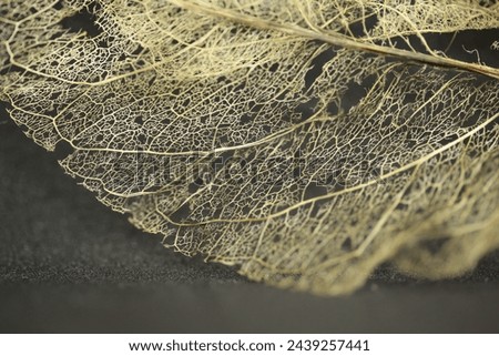 The texture of a leaf skeleton. Royalty-Free Stock Photo #2439257441