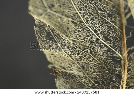 A close up of a leaf skeleton. Royalty-Free Stock Photo #2439257581