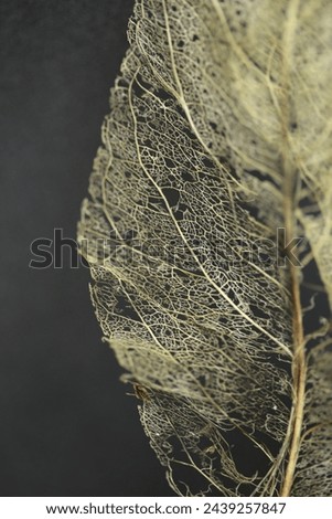 Part of a leaf skeleton. Royalty-Free Stock Photo #2439257847