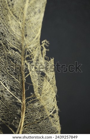 Part of a leaf skeleton. Royalty-Free Stock Photo #2439257849