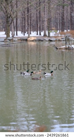 Beautiful view of the lake with ducks at the Nami Island during of winter 2024.
