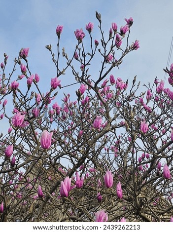 Amazing Spring season Tree picture captured 