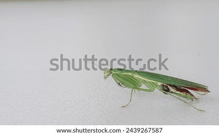This is Orthodera ministralis, common name garden mantis, is a species of praying mantis from Australia Royalty-Free Stock Photo #2439267587