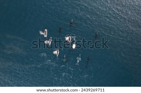 Very large group of Humpback whales migrating along the coral coast in Western Australia. Around 15 whales swimming together. Aerial picture of wildlife in the ocean.