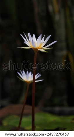 Blooming lotus isolated on dark background, image for mobile phone screen, display, wallpaper, screensaver, lock screen and home screen or background