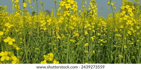 Oil rich seed , Beauty natural, Land , Beautiful field  Royalty-Free Stock Photo #2439273559