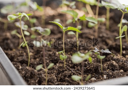 tiny seedlings erupting from the soil, Planting young seedlings on spring day. close-up.
