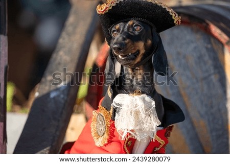 Portrait of an elegant dog dachshund in pirate costume, festive red overall, tricorn hat, costume party, children animation, performance A pet dressed as sea captain triumphantly celebrates a victory.