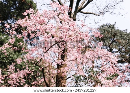 Serene Sakura Splendor at Heian Jingu Shrine, Kyoto