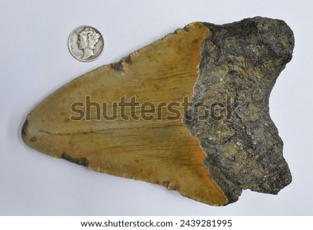 Distal view of huge fossilized tooth of the notorious Otodus megalodon, a giant (60 feet) macro-predator version of the mackerel shark which lived 3.6 to 23 million years ago. Dime included for scale. Royalty-Free Stock Photo #2439281995