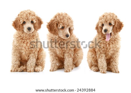 three apricot poodle puppy on white background Royalty-Free Stock Photo #24392884