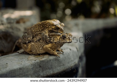 Close-up of frog mating season