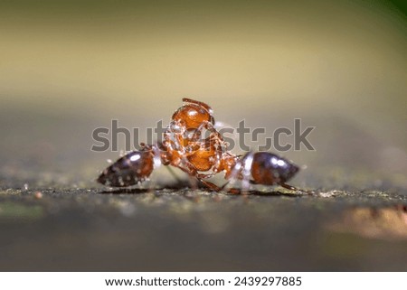 Fire ant fighting macro photography