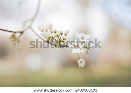 Beautiful cherry blossom are blooming with showy flowers. There are some type of colors such as white and light pink. It is said that it is Japan native species. Some produce small cherries in summer Royalty-Free Stock Photo #2439303101