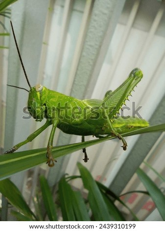 Green grasshopper sitting on a leaf showing legs and antennas 