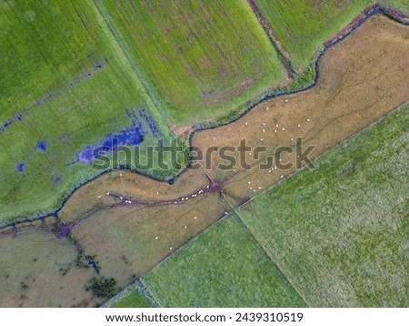 The aerial photograph captures a rich tapestry of agricultural land, divided into a patchwork of fields with varying shades of green. A group of cows, appearing as white dots, is dispersed across one Royalty-Free Stock Photo #2439310519