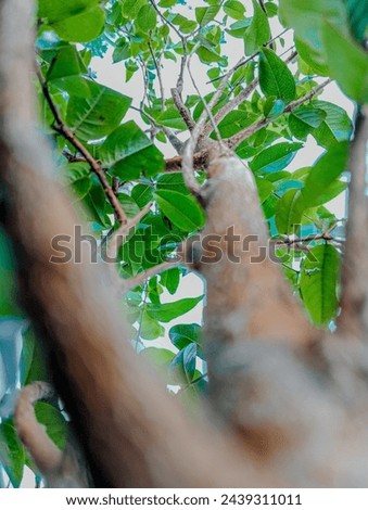 Picture of an apple tree and its trunk when viewed from below