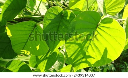 beautiful green leaves in the garden