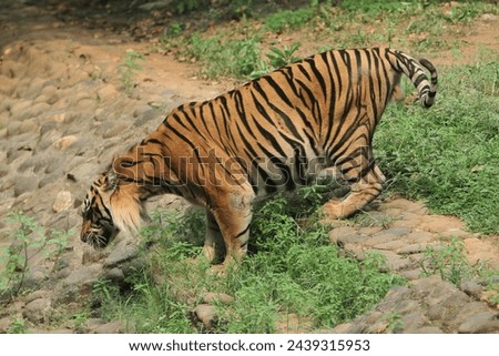 A sumatran tiger watches down from a mound