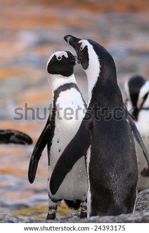 two penguin courting on boulders beach South Africa