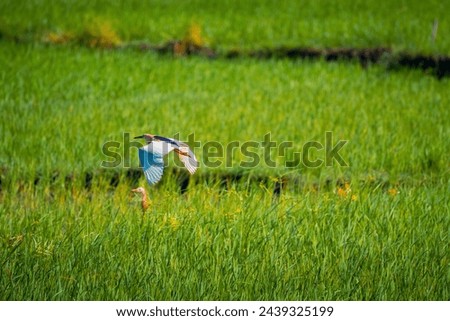 16 March 2024. Ardeidae is flying above the rice field Royalty-Free Stock Photo #2439325199