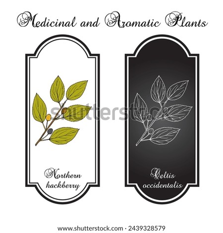 Northern hackberry (Celtis occidentalis), edible and medicinal plant. Hand drawn botanical vector illustration Royalty-Free Stock Photo #2439328579