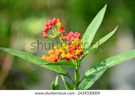 Close-up Beautiful Maxican Butterfly Weed, Scarlte Milkweed Flower, Red and Yellow Flower