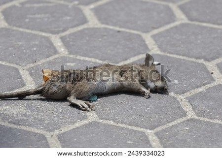 A rat lies dead on the road outdoors.