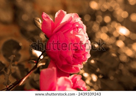 Beautiful pink rose in botanical park, blurred background for text, color photo