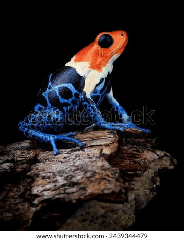 Red headed poison frog is Amphibians specie  Royalty-Free Stock Photo #2439344479