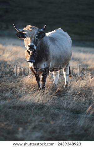cow with a bell in a meadow at dawn Royalty-Free Stock Photo #2439348923