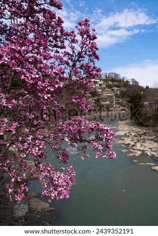Magnolia blooms on the banks of the Rioni River in Kutaisi