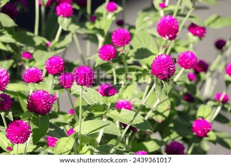 Beautiful Bumblebee on pink globe amaranth (Gomphrena globosa) flower is blooming in the garden. Close up of Globe amaranth or gomphrena globosa flower  Royalty-Free Stock Photo #2439361017