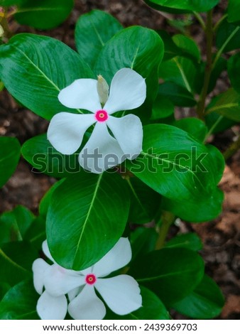 Stunning close-up of Catharanthus roseus(Madagascar periwinkle,Graveyard plant,Old maid,pink or rose periwinkle)white flower with leaves ultrahd hi-res jpg stock image photo picture selective focus 